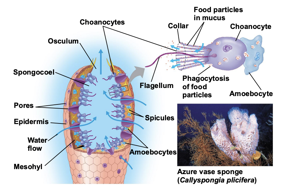 <p>Amoebocytes function in digestion of food particles pulled from the water current by the collar cells.</p>