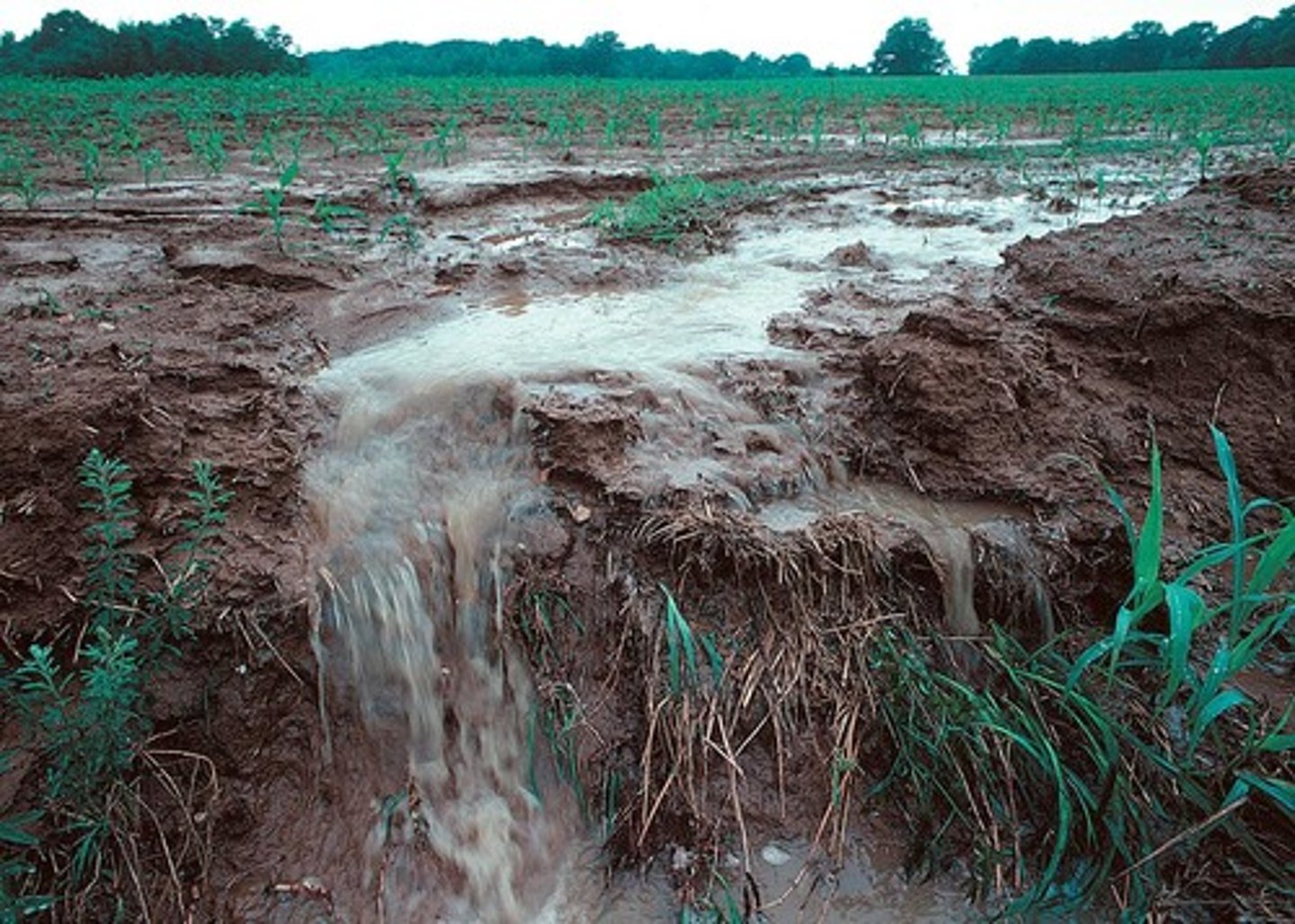 <p>INPUT <br><br>if water is unable to infiltrate, it may run off the surface as overland flow<br>(surface runoff) <br><br>can flow across a large surface area (sheetflow) or concentrated into small channels known as rills <br><br>overland flow on agricultural land is not common in the UK as much of the land is covered by vegetation<br><br>bare soil, or urban areas with concrete roads commonly have overland flow, often leading to flooding</p>