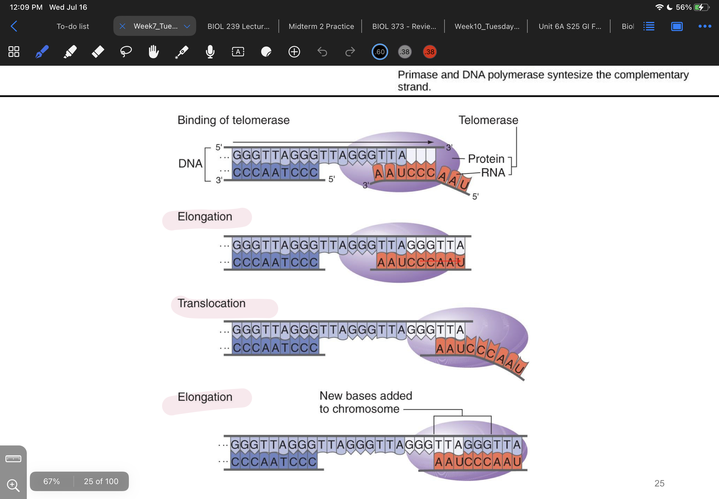 <p><strong>translocation</strong>: protein in telomerase brings rna component to telomere where it binds to telomere sequence on the old strand of dna (leaving the new strand of dna w an exposed overhang)</p><p><strong>elongation</strong>: exposed dna sequence has nucleotides bind to it and extend the complimentary dna strand</p><ul><li><p>makes it so primers will bind to telomere and THOSE regions of dna wont be transcribed but the coding regions will be</p></li></ul><p>process repeats</p>