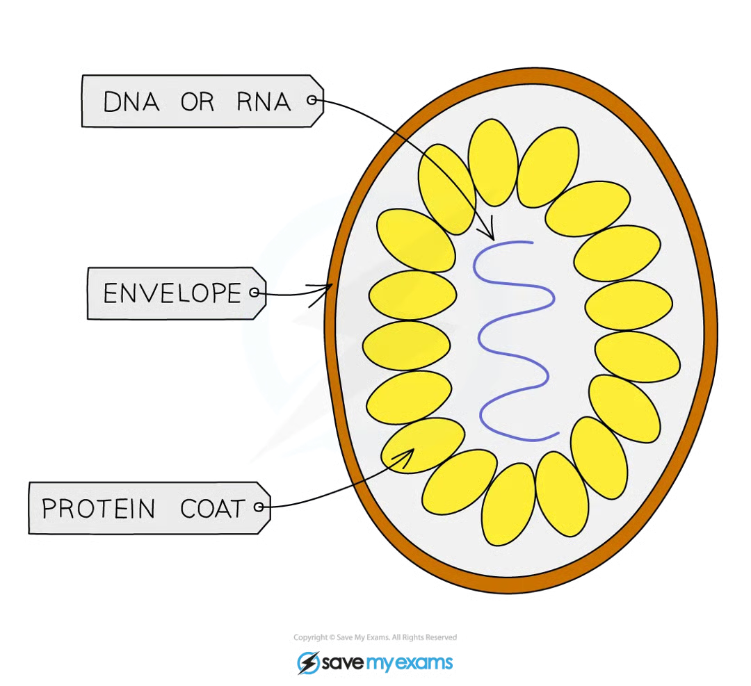 <ul><li><p>genetic material (RNA or DNA)</p></li><li><p>protein coat</p></li><li><p>outer envelope</p></li></ul><p></p>