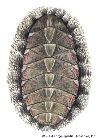 <p>Chaetopleura (Chiton)</p>