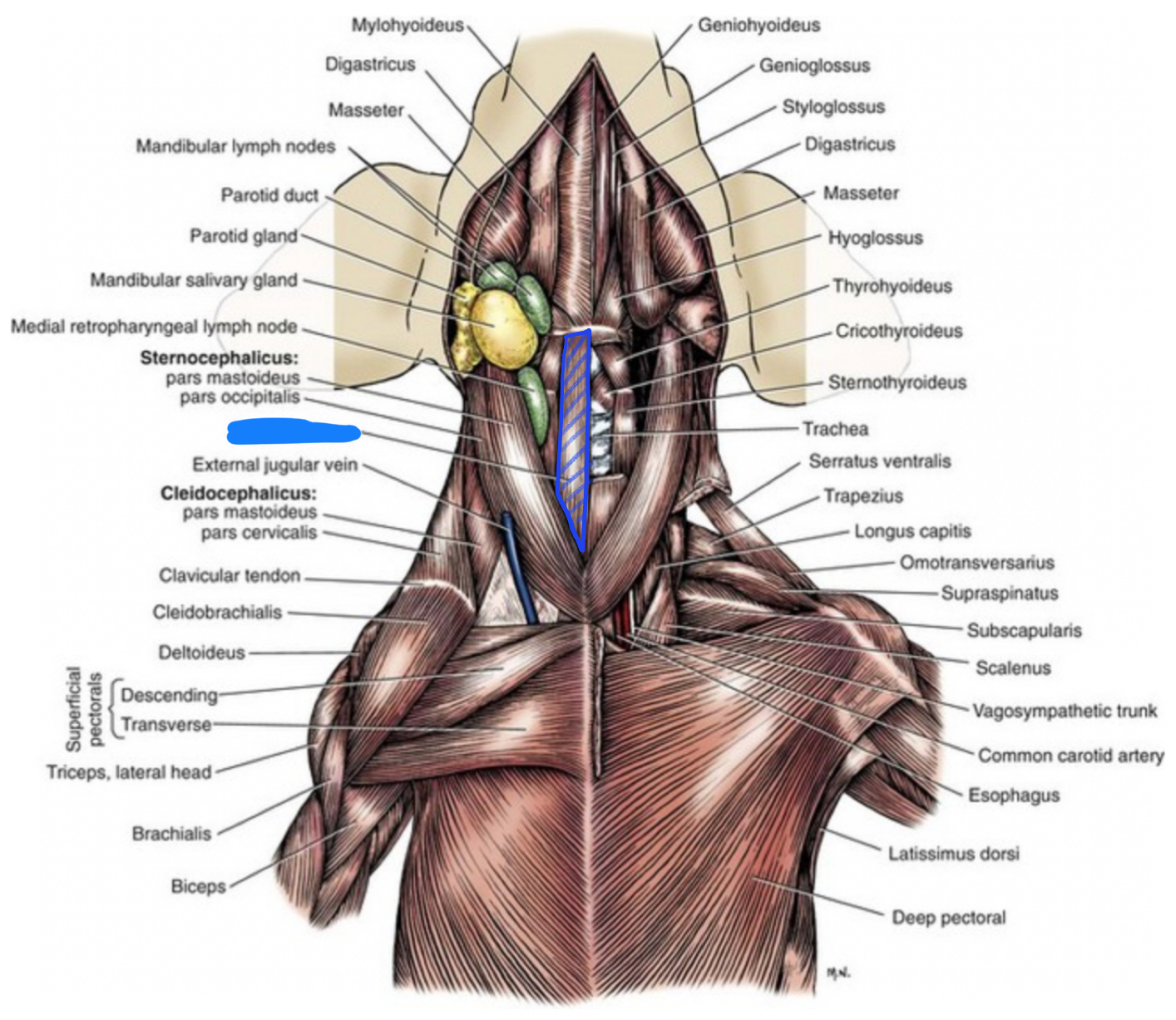 term image