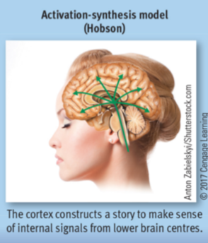 ◦ Activation-Synthesis Model
◦ Dreams are the by-product of random neural firing
emerging from deep (subcortical) areas of the brain.
