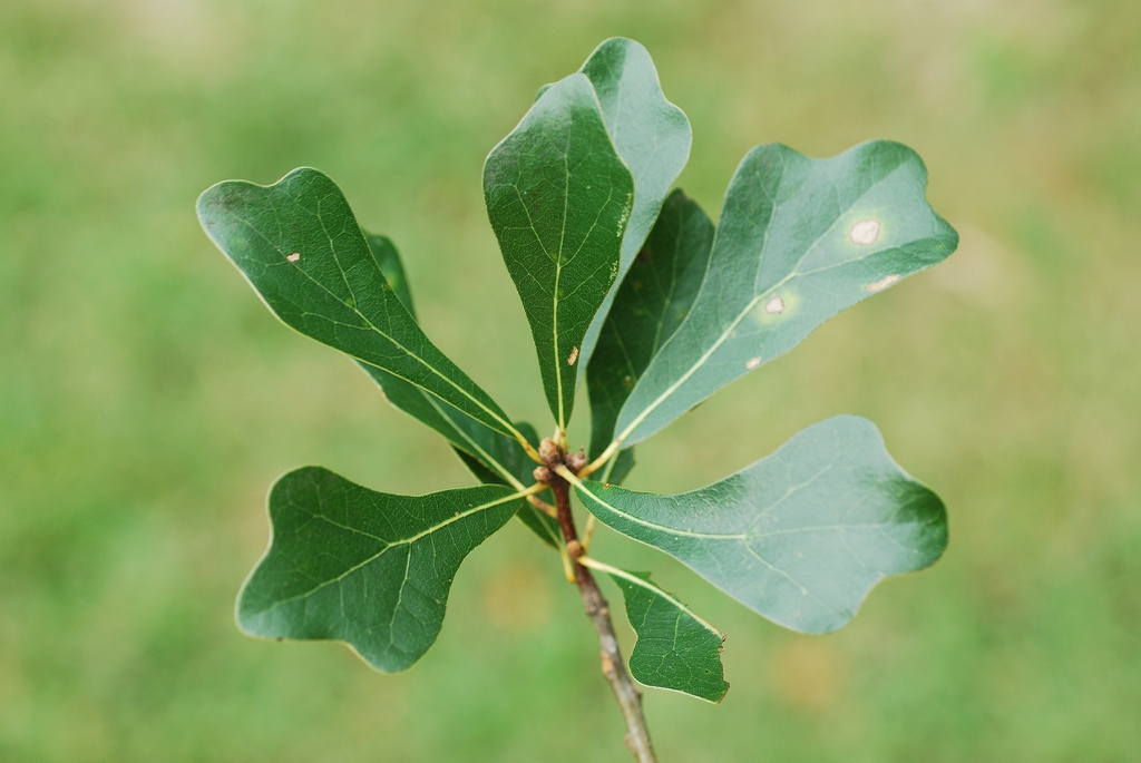 <ul><li><p>native, FACW</p></li><li><p>leaves widest at tip (spatulate leaves)</p></li></ul>