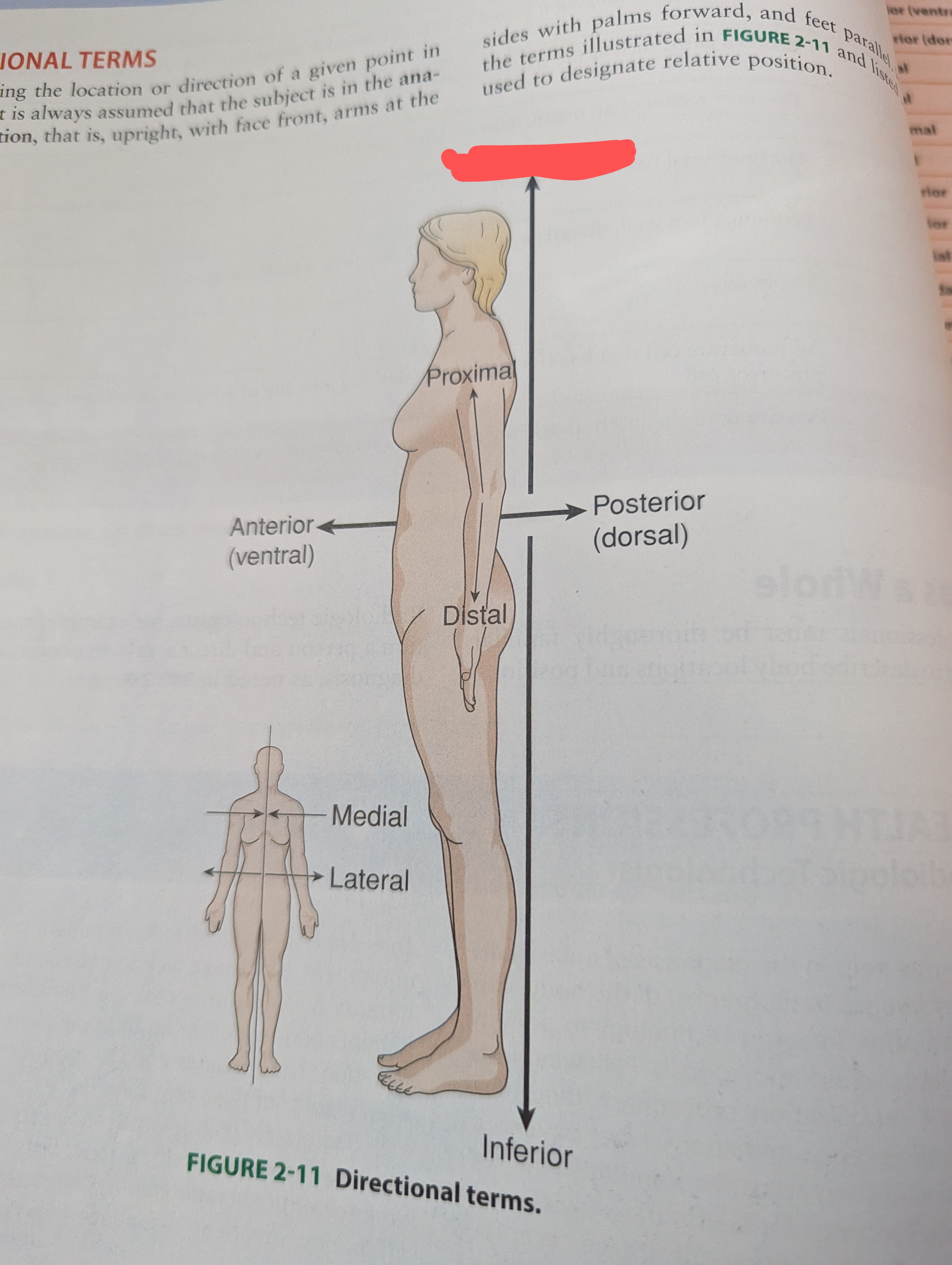 term image