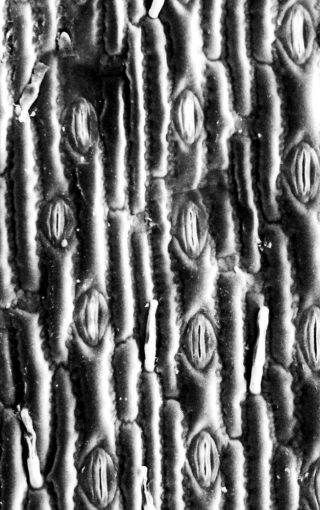 <p>dicot or monocot</p>