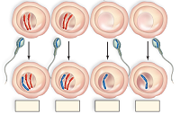   

Consider the above diagram. The eggs and the resulting gametes would be the result of nondisjunction in 

   

A. Meiosis I.

B. Meiosis II. 