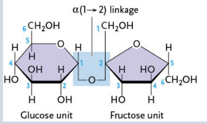 <p>Formed from an α-glucose and fructose (1 → 2 linkage)</p>