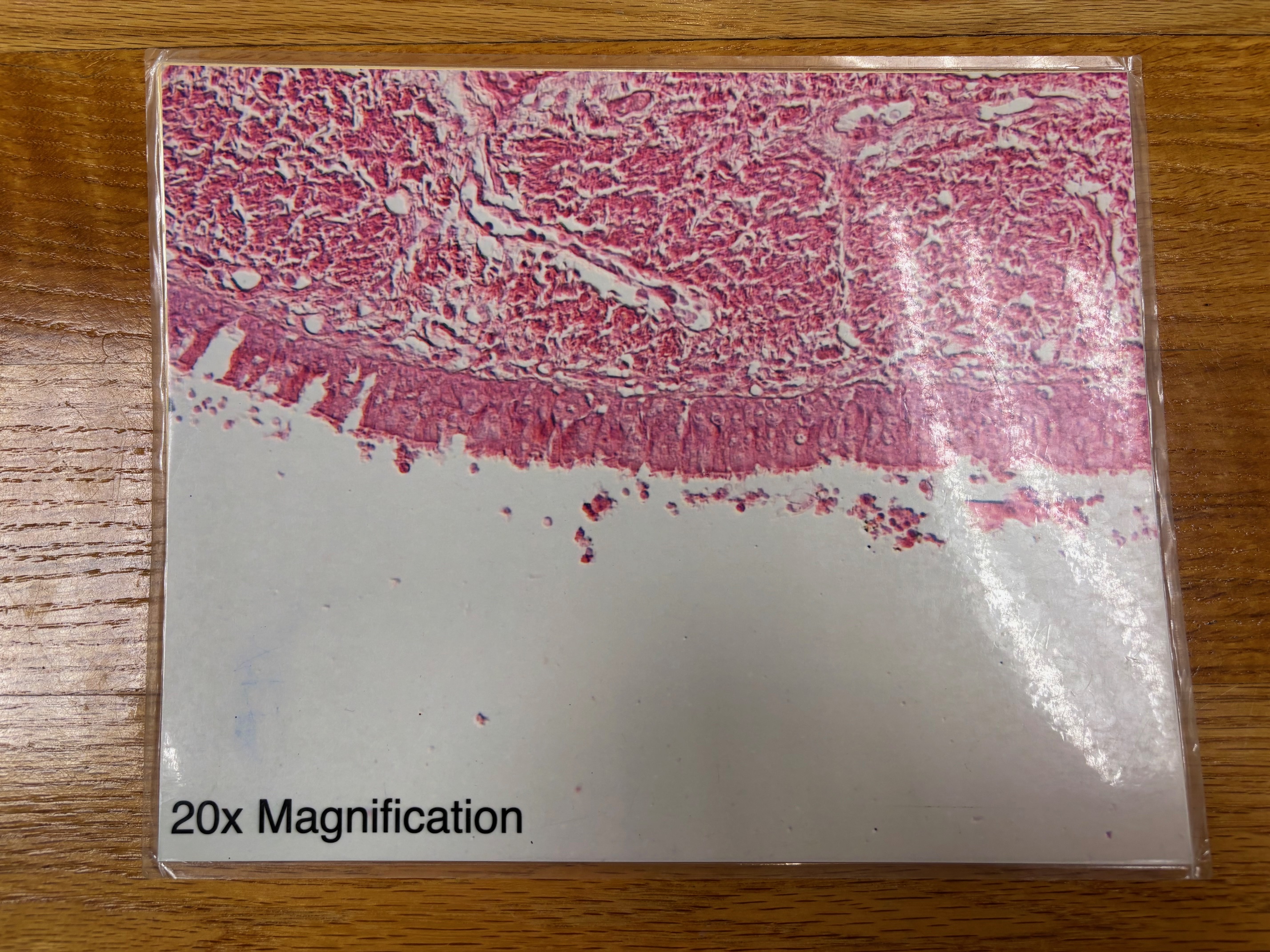 knowt flashcard image