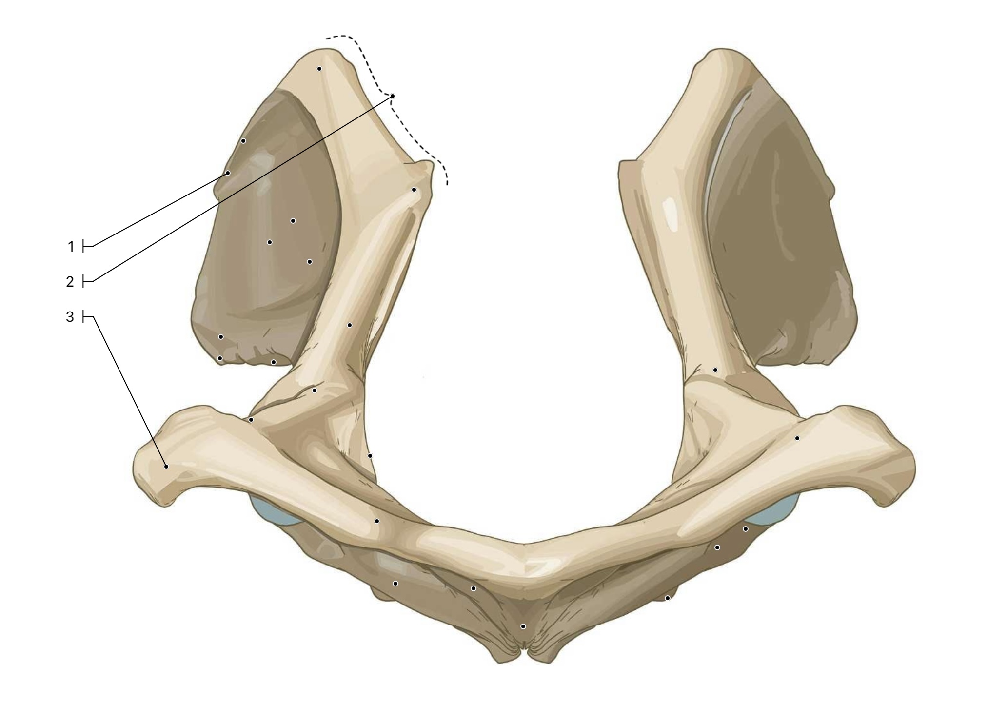 <p>This is a caudal view of the pelvis. What are the 3 landmarks labeled?</p>