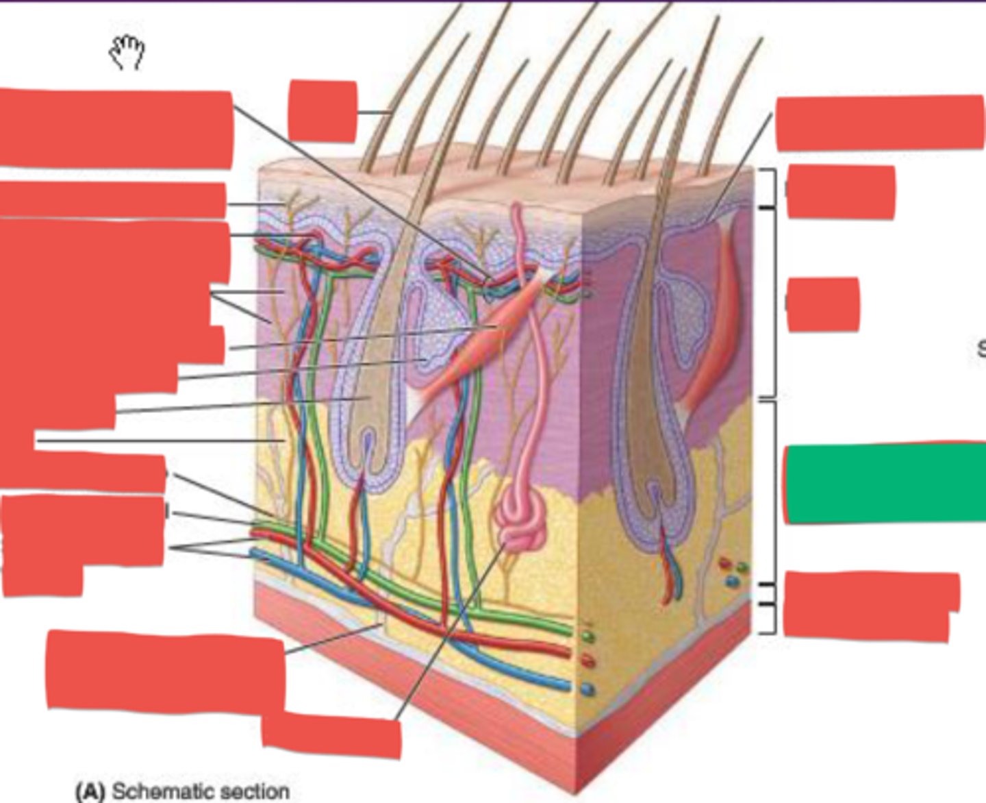 knowt flashcard image