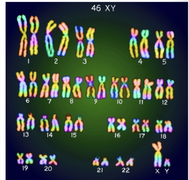 <ul><li><p><span>Is the full set of genetic information that an organism carries in its DNA.</span></p></li><li><p><span>It includes all the genes that code for traits and all the non-coding DNA too.</span></p></li></ul><p></p>