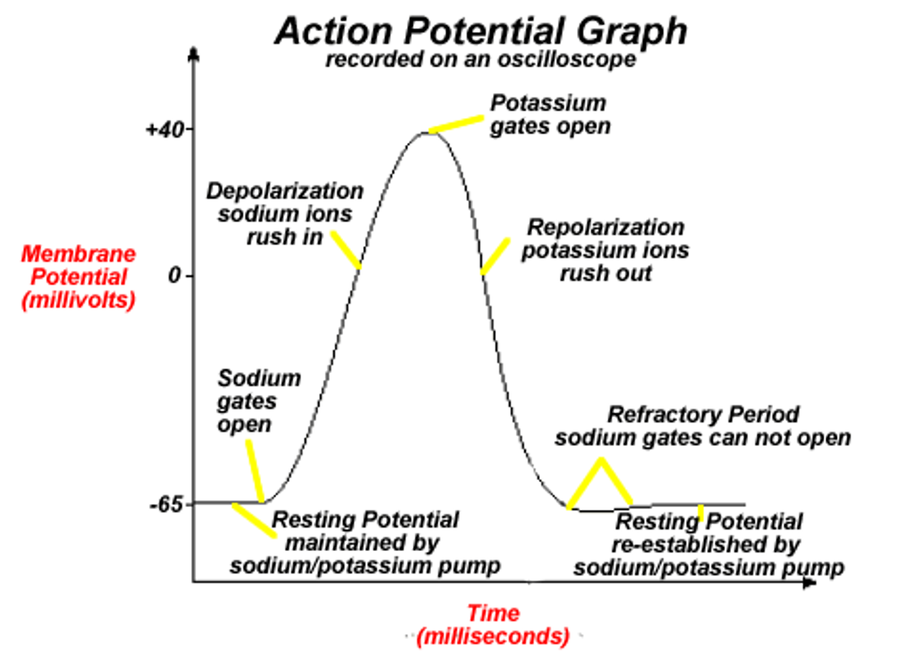 <p><span>Nerve impulses work on an “all or none” principal.&nbsp;</span></p><p style="text-align: left"></p><p><span>The impulse is<strong><u>only initiated</u></strong>if the threshold potential is reached.</span></p>
