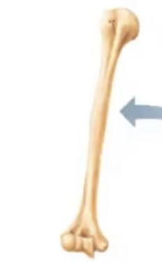 <p><span>greater length then width, curved for strength, mostly made of compact bone, but with some spongy bone, ex. thigh, leg, arm, forearm, finger and toes</span></p>