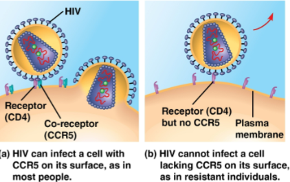 <p>HIV</p>