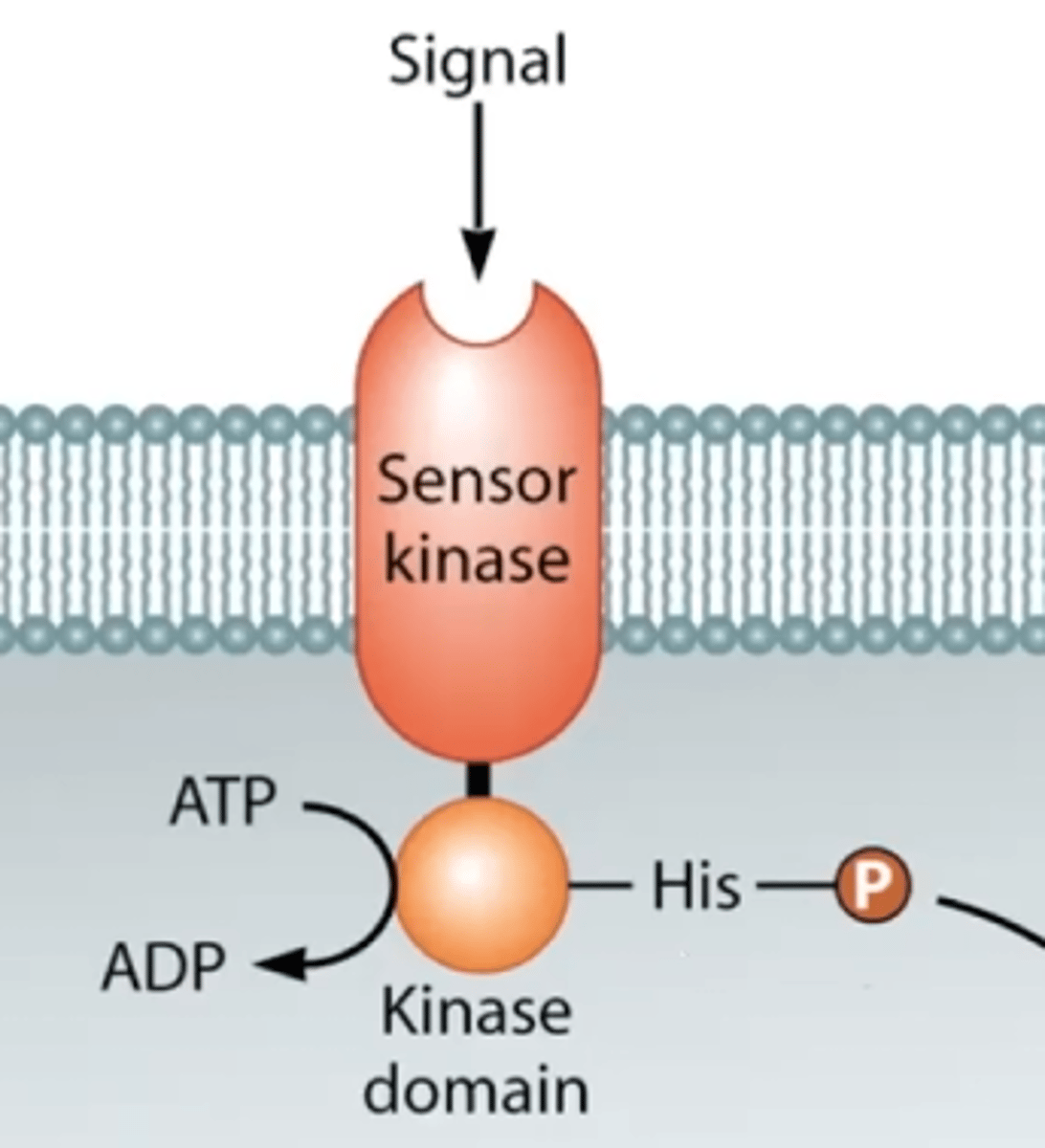 <p>It undergoes a 3-D conformational shift and its intracellular kinase domain autophosphorylates.</p>