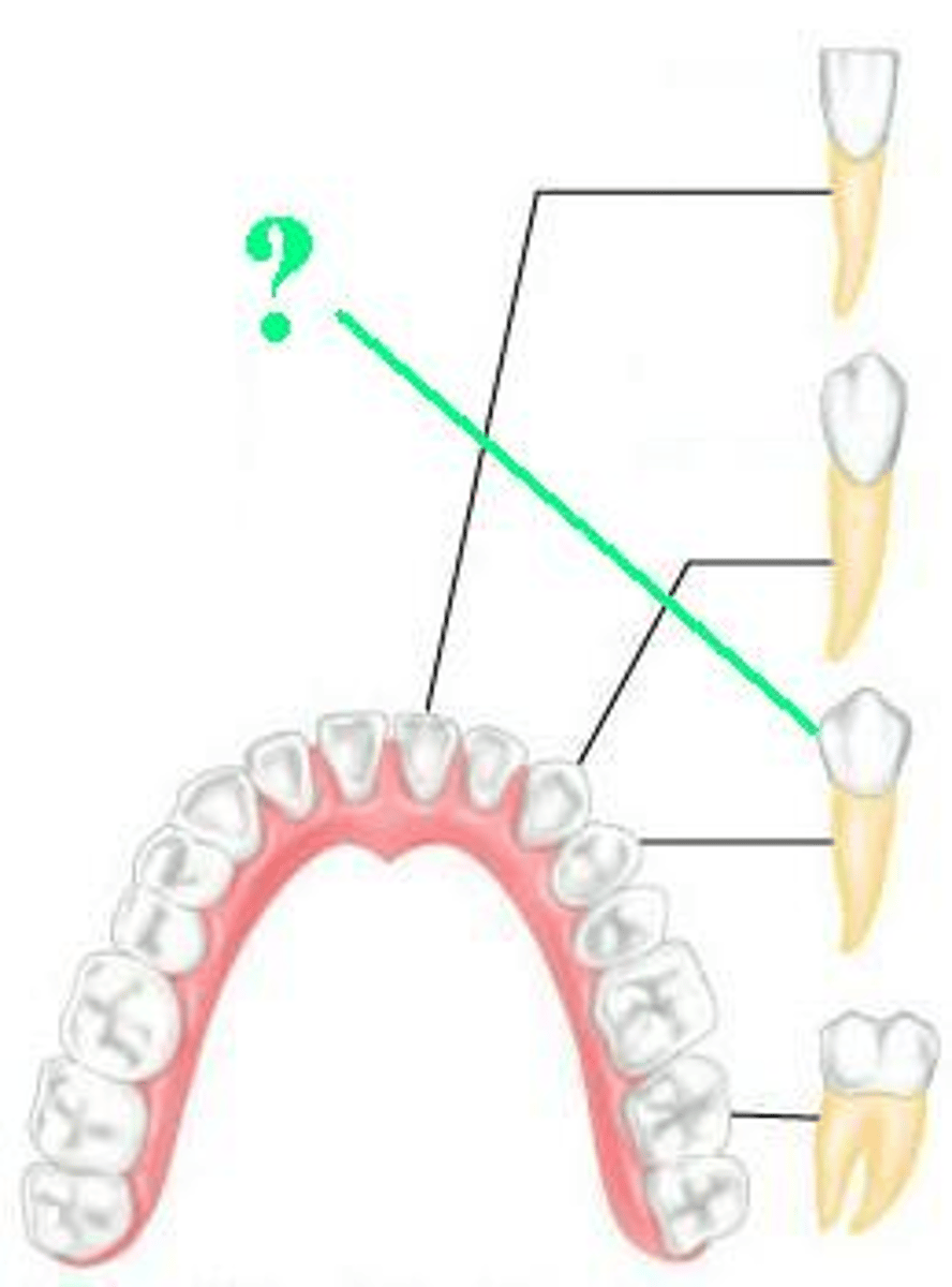 <p>Identify the indicated type of adult tooth</p>