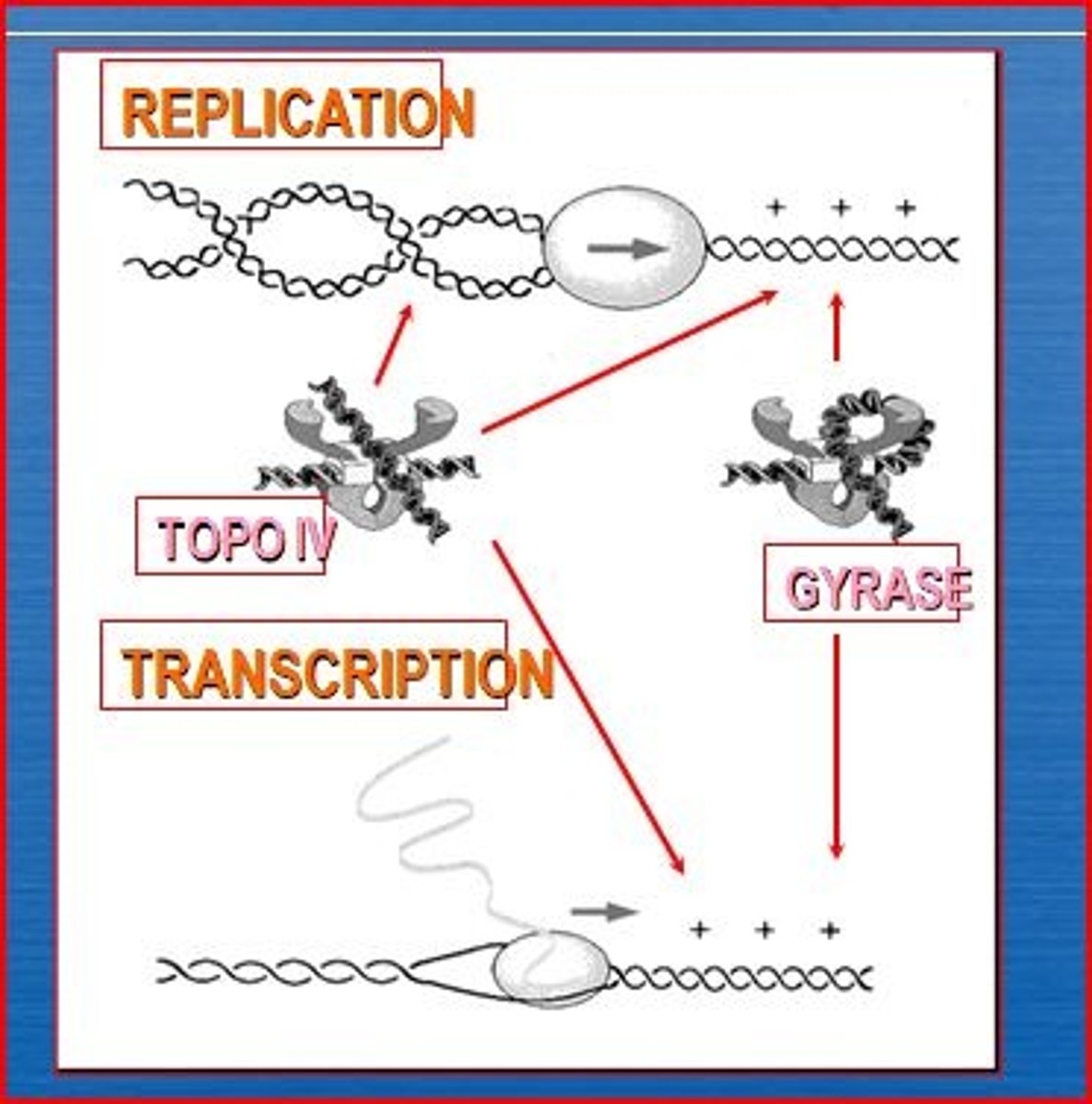 <p>alleviates the torsional strain generated ahead of the replication fork by introducing negative supercoils.</p>