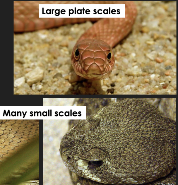 <p>Large plate scales or Many small scales</p><p>Supraocular or absentt</p><p>Rostral scale</p>