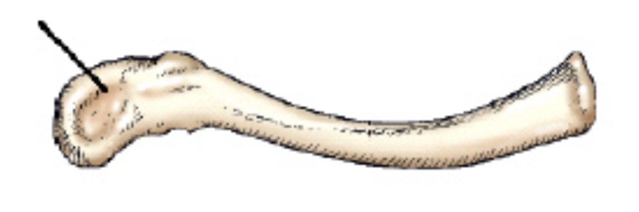<p>The part identified on the clavicle in this figure is the:</p>