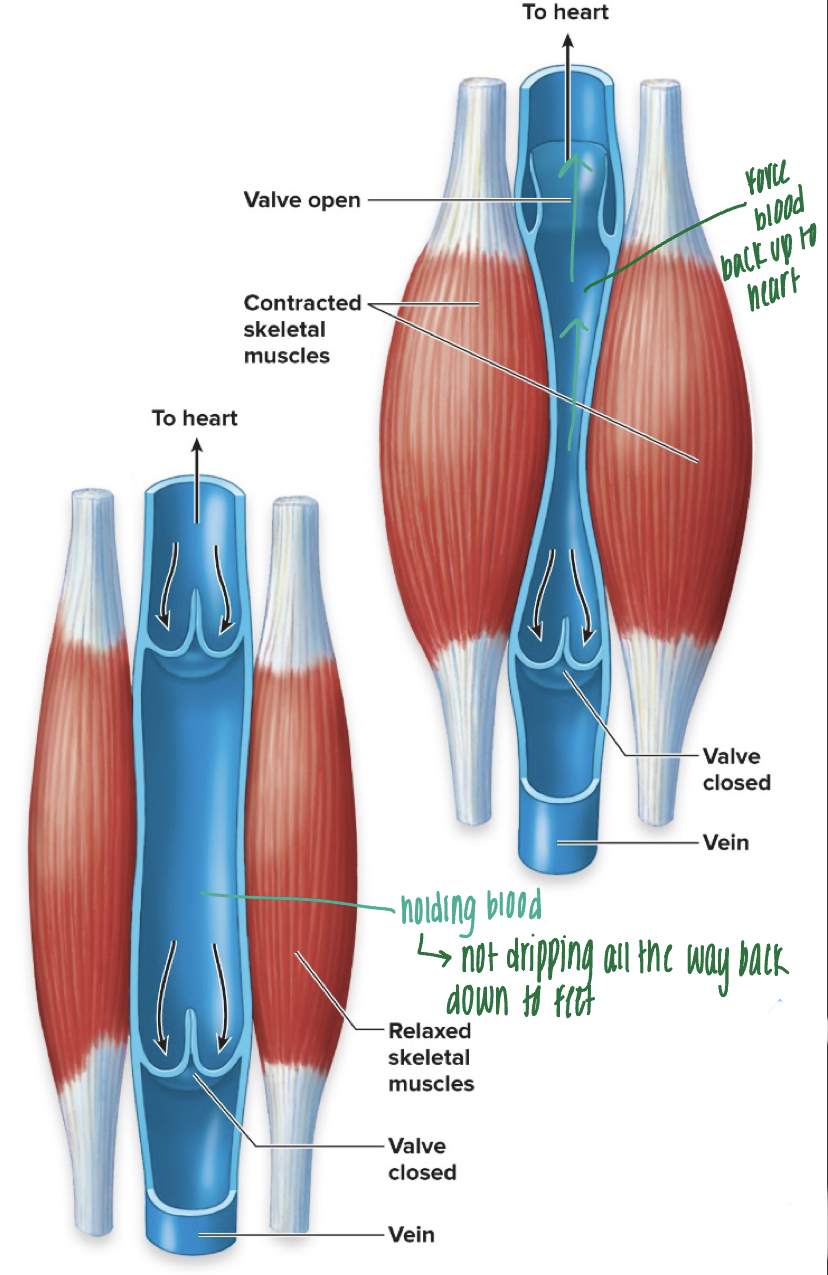<ul><li><p>veins contain valves (similar to SL valves) that prevent the flow of blood away from the heart</p></li><li><p>veins have large diameter, therefore very low pressure, and need help from skeletal muscles to pump blood back to heart - &quot;skeletal muscle pump&quot; or &quot;venous return&quot;</p></li><li><p>when not using skeletal muscles much, blood accumulates in the veins--&gt; causing them to bulge</p></li></ul>
