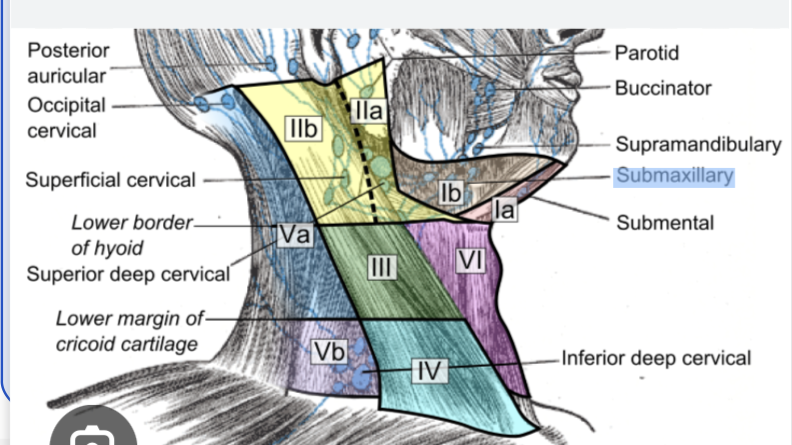 <p>I: submental and submandibular</p><p>II: upper jugular nodes, upper third of sternocleidomastoid muscle</p><p>III: middle jugular nosed, middle third of sternocleidomastoid muscle</p><p>IV: lower jugular node, lower third of sternocleidomastoid muscle</p><p>V: posterior triangle lymph nodes, bounded by the clavicle, sternocleidomastoid muscle and trapezius muscle</p><p>VI: anterior compartment nodes, located in central part of neck</p>