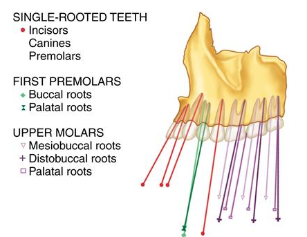 <p>Anterior teeth - tip out to the side and towards the front. </p>