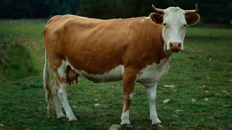 <p>das Rind, -er</p>