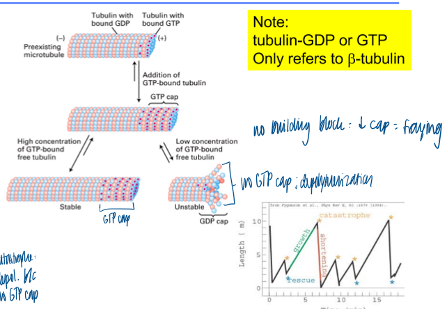 <p>dynamic instability </p><ul><li><p>tubulin GDP or GTP only refers to B-tubulin </p></li><li><p>no building block = no cap = fraying = depolymerization</p></li></ul><p></p>