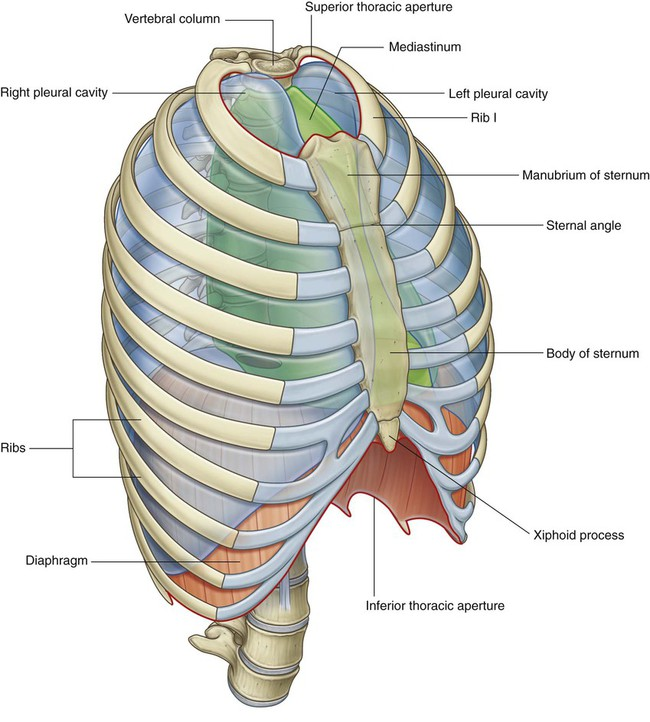 <ul><li><p>forms upper border of <u>superior mediastinum</u></p></li><li><p>upper opening of the thoracic cavity through which major vessels emerge:</p><ul><li><p><strong>Aortic arch and its branches</strong></p></li><li><p><strong>Superior vena cava (SVC)</strong></p></li><li><p><strong>Brachiocephalic veins</strong></p></li><li><p>Trachea and esophagus</p></li></ul></li></ul><p></p>
