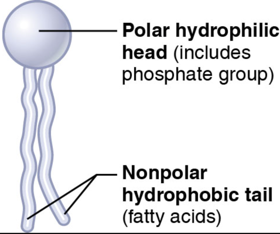 <p>Phospholipids</p>