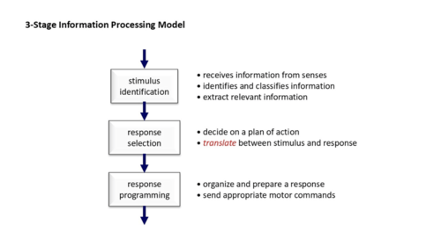 <p>stimulus identification --> response selection --> response programming --></p>