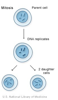 Type of cell division that produces two new (identical) cells.