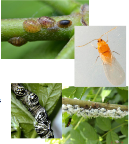 <p>Name the superfamily</p>