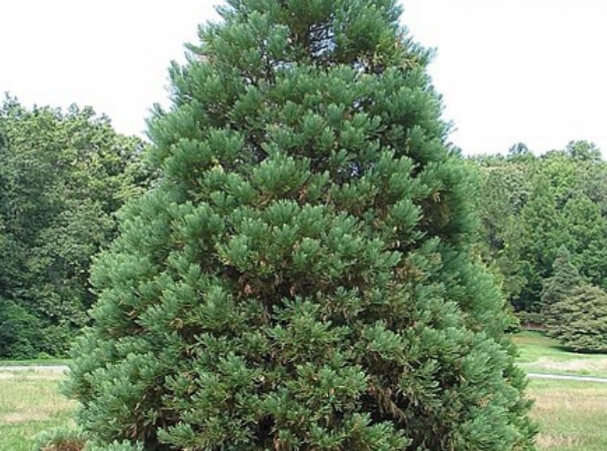 <p>Sequoiadenron giganteum</p>