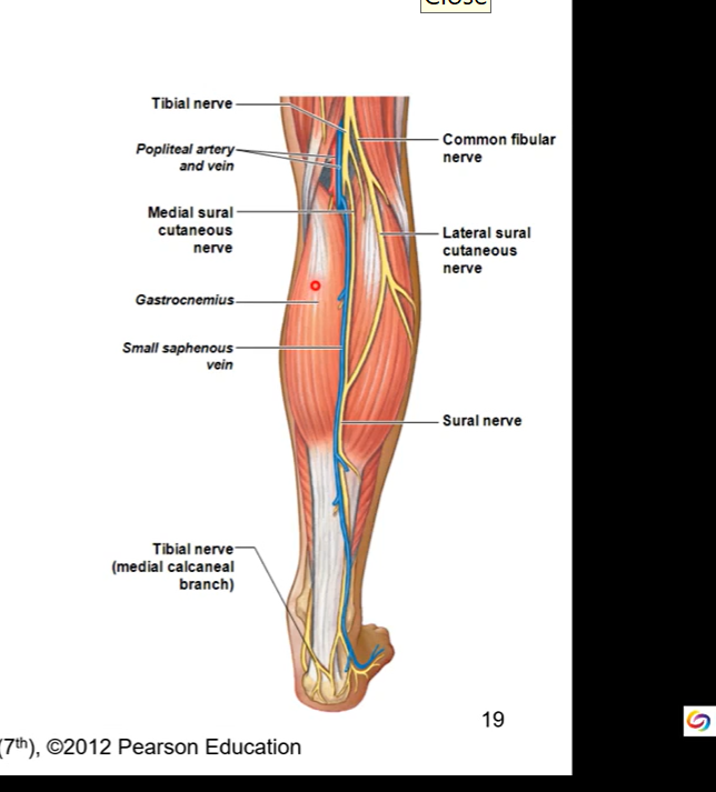 <p>Sciatic nerve </p>