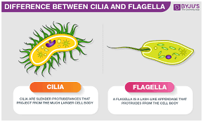 <p>A longer cellular appendage specialized for locomotion. Like motile cilia, eukaryotic flagella have a core with nine outer doublet microtubules and two inner single microtubules (the “9 plus 2” arrangement) ensheathed in an extension of the plasma membrane. Prokaryotic flagella have a different structure. </p>