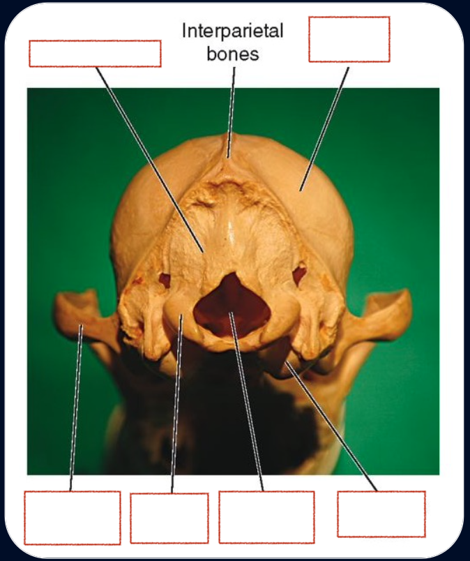 <p>Occipital Condyle</p><p>Parietal bone(s)</p><p>Tympanic bulla</p><p>Temporal bone</p><p>Occipital bone(s)</p>