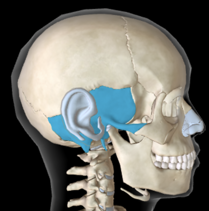 <p>Which bone is this?</p>