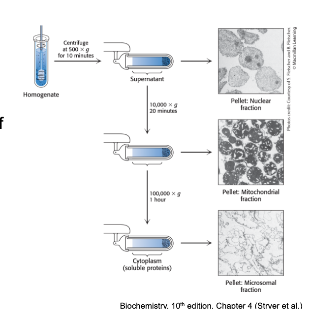 <ol><li><p>disrupt the cell membranes of intact cells to form a homogenate</p></li><li><p>centrifuge the homogenate at <u>low speed</u> to yield a pellet consisting of <strong>heavy material</strong> and <strong>lighter supernatant</strong></p></li><li><p>centrifuge the <strong>supernatant</strong> at a higher centrifugal force to yield another pellet and supernatant</p><ol><li><p>this process of differential centrifugation is repeated many times to yield several fractions of <u>decreasing density</u></p></li><li><p>one fraction will be enriched for the desired activity</p><p></p></li></ol></li></ol><p></p>