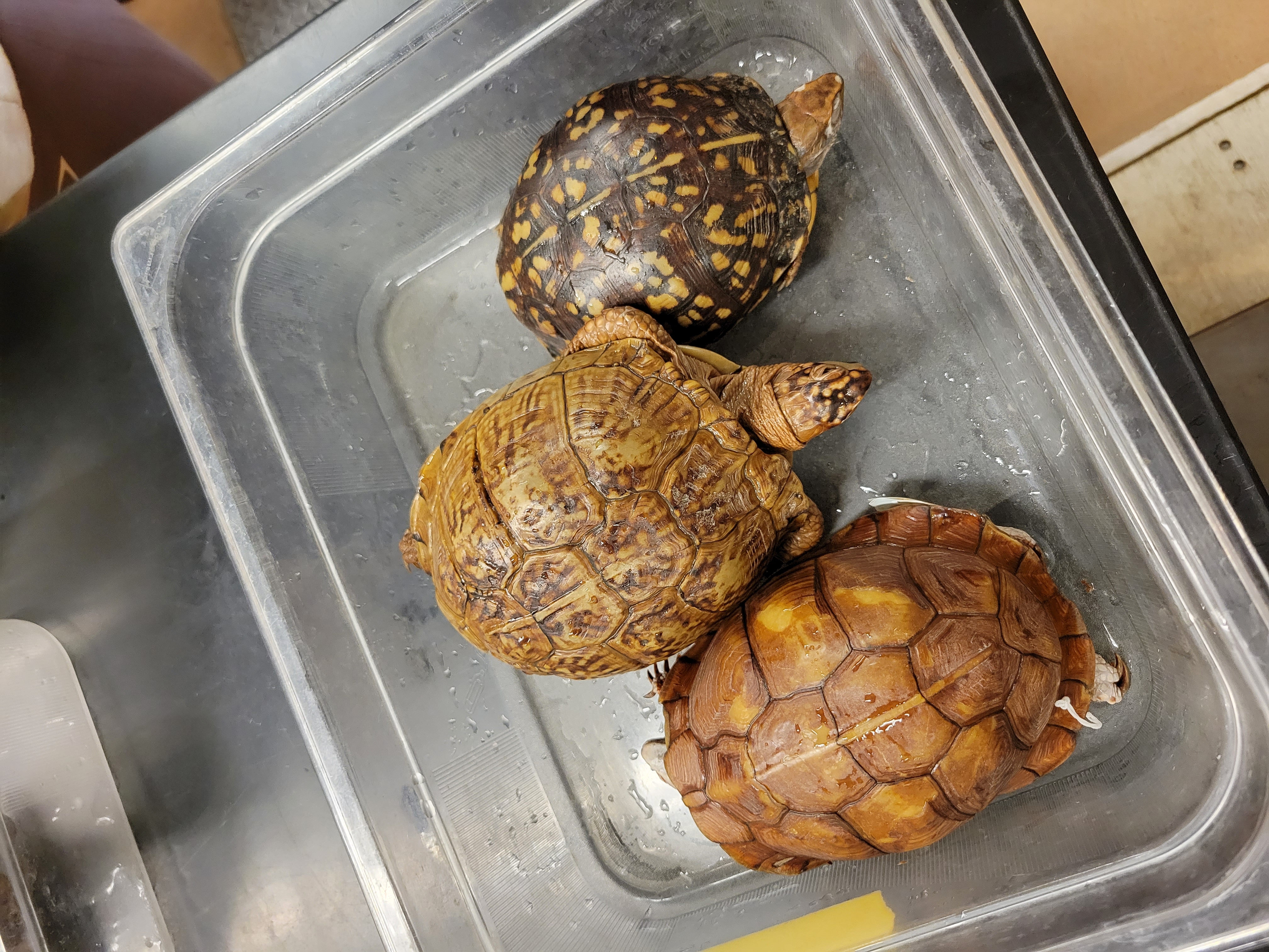<p><span style="font-family: hurme_no2-webfont, -apple-system, system-ui, sans-serif">Eastern Box Turtle</span><br><br><span style="font-family: hurme_no2-webfont, -apple-system, system-ui, sans-serif">Characterized by a high dome-like shell and extremely variable coloration and pattern. Plastron often as long or longer than the carapace. Broad hinge across the plastron; can close their shells tightly when danger threatens. Adult males, the posterior lobe of the plastron is concave; in females it is flat or convex. Sexes also vary in the claws of the hind foot: those of males are short, stocky, and curved, those of females are longer, more slender, and straighter. Males have longer and thicker tails than do females. These turtles are essentially terrestrial, though they will sometimes soak themselves in mud or water.</span></p>