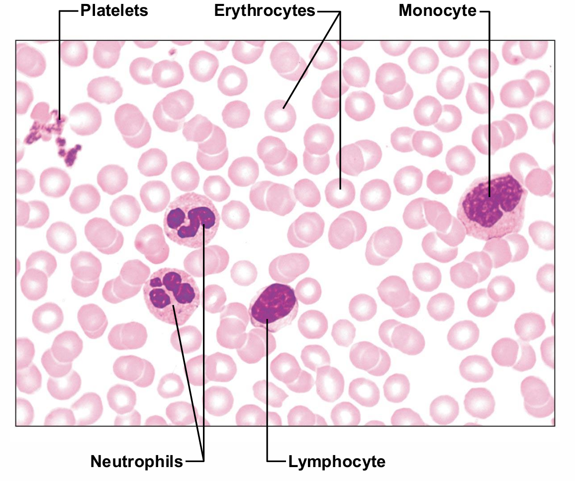 <ul><li><p>Only WBCs are complete cells</p><p> • RBCs have no nuclei or other organelles</p><p> • Platelets are cell fragments</p><p> • Most formed elements survive in bloodstream only few days</p><p> • Most blood cells originate in bone marrow and do not divide</p></li></ul><p></p>