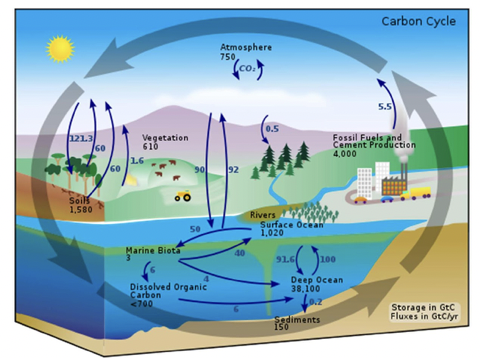 <p>carbon cycle</p>