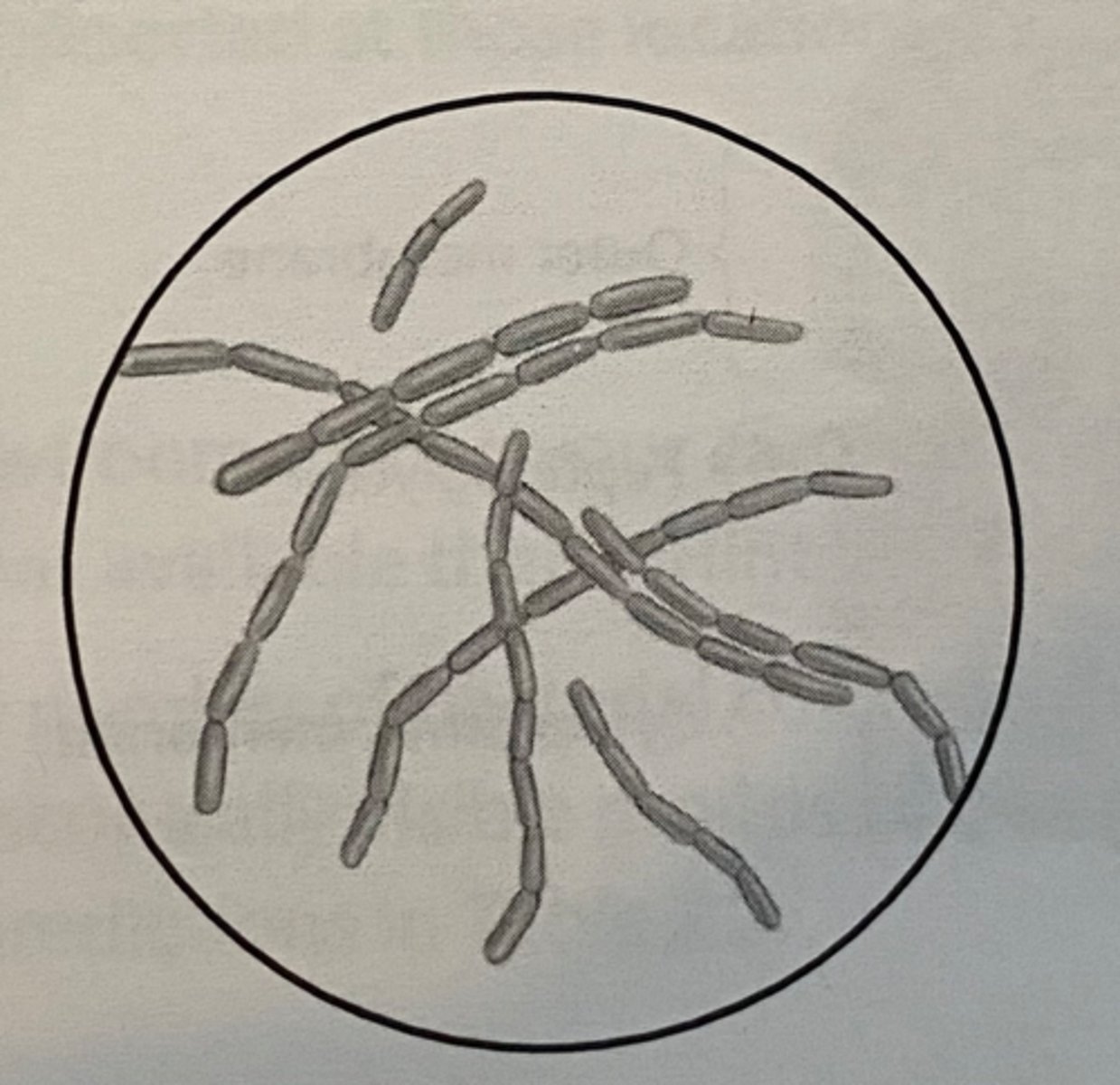 <p>Rod shaped bacteria</p>