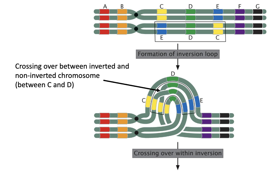 <ul><li><p>crossing over between inverted and non-inverted chromosomes </p><ul><li><p>C and D</p></li></ul></li><li><p>formation of an inversion loop, and a crossing over occurs within the inversions </p><ul><li><p>see crossing over between inverted and non-inverted chromosome between C and D </p></li></ul></li><li><p>formation of a dicentric bridge </p></li><li><p>resulting in: </p><ul><li><p>reduced recombination frequency </p></li><li><p>reduced fertility </p></li></ul></li></ul><img src="https://knowt-user-attachments.s3.amazonaws.com/8122aa4d-0cc0-45b2-ac49-ee9c65d38b9d.png" data-width="100%" data-align="center"><p></p>