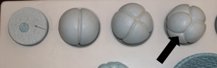 <p>Name the structure</p>