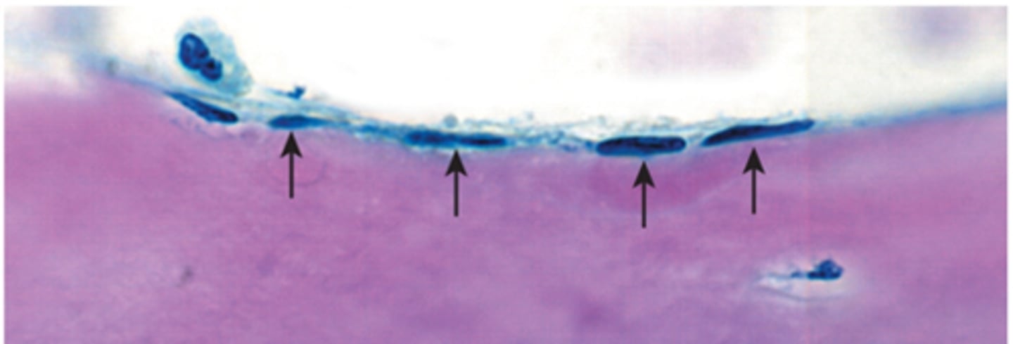 <p>Help maintain bone matrix</p>