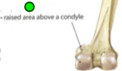 <p>Projection <span>superior to condyle. Attaches muscle and connective tissue to bone, providing support to this musculoskeletal system. Ex. Femur, femoral medial and lateral. </span></p>