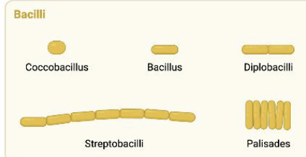 <p>Also referred to as ‘Rod’</p>