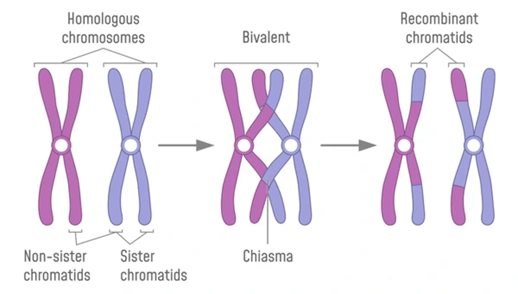 <p><span>•3.These overlapping <u>chromatids</u> may exchange segments of their DNA with each other. This process of exchange is called <u>recombination</u>.</span></p>